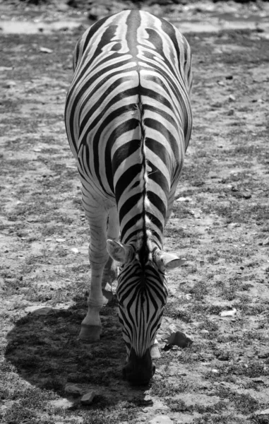 Foto Blanco Negro Cebra Zoológico Flora Fauna —  Fotos de Stock