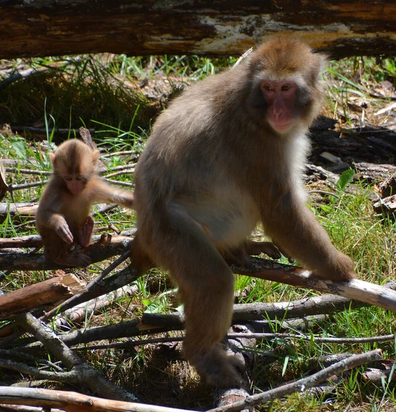 Affen Zoo Primaten Freier Wildbahn — Stockfoto