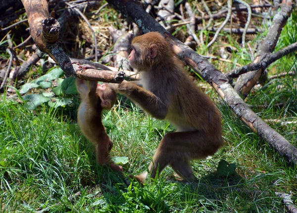 Μαϊμούδες Στο Ζωολογικό Κήπο Πρωτεύοντα Ζώα — Φωτογραφία Αρχείου