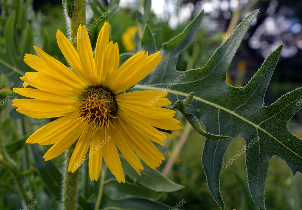 Blooming Prairie