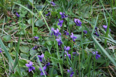 Parkta güzel kokulu menekşe, baharda çiçeklenme. Doğa fotoğraf