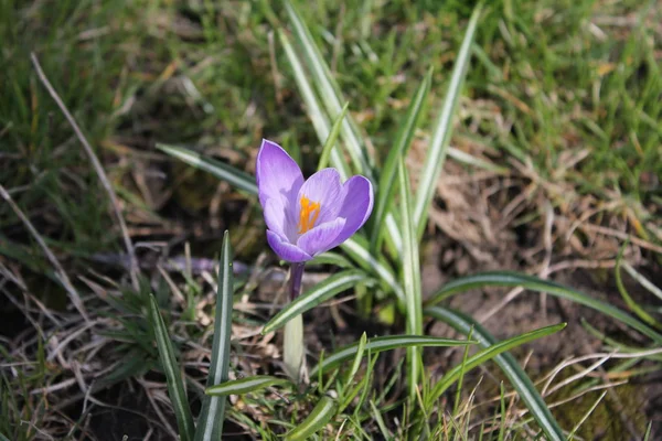 Parkın eflatun Iridaceae baharda çiçek açmış. Doğa fotoğraf