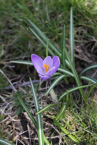 Цветущий Сирень Крокус Парке Весной Фото Природы — стоковое фото