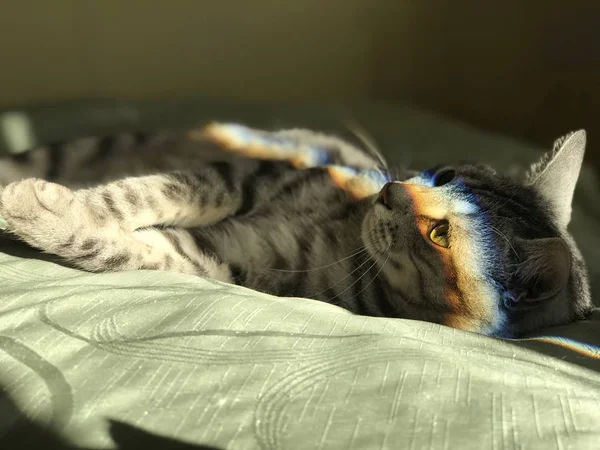 Die Katze Liegt Auf Dem Bett Und Ein Regenbogen Spiegelt — Stockfoto