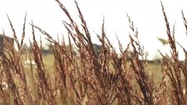 Uzun otların rüzgarda sallanan
