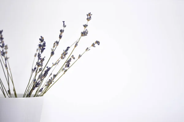 Lavender in a white glass on a light background