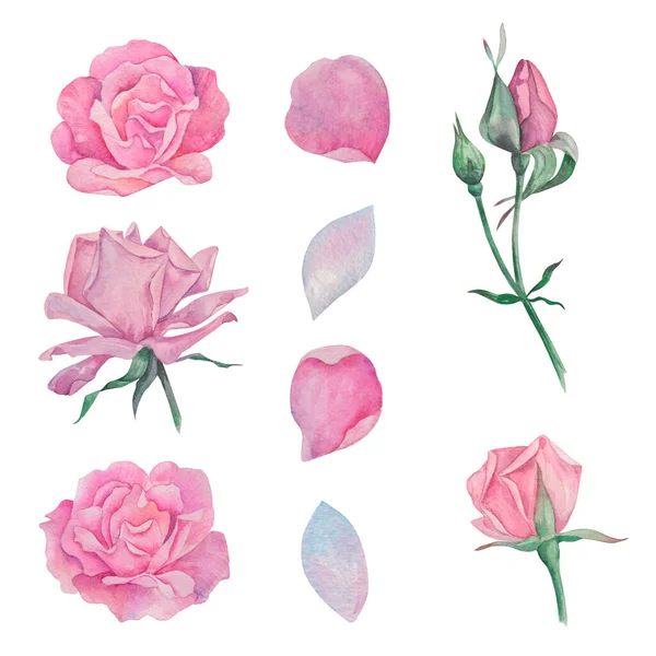 Aquarel Roos Collectie Set Van Bloemen Elementen — Stockfoto