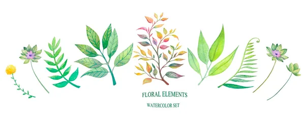 Aquarelle Ensemble Éléments Floraux Verts — Photo