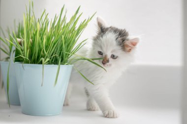 Açık beyaz arka planda, çimenli sevimli, tüylü, beyaz bir kedi yavrusu. Kapatın. Evcil hayvan.