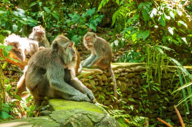 Yaban hayatı hayvanlarda. Maymunları ormanın içinde. Maymunlar aile.