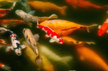 Yaban hayatı hayvanlarda. Suda balık. Altın Balık