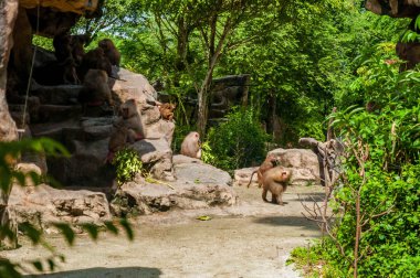 Yaban hayatı hayvanlarda. Babunlar aile. Babunlar ormanda. Babunlar Hayvanat Bahçesi.