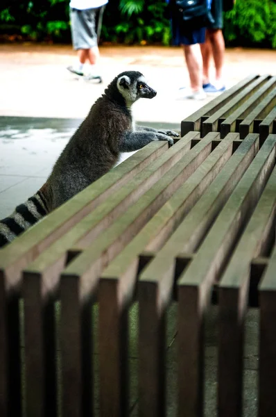 Animals in the wild life. Lemur in the city. Lemur in zoo. Lemur touching the bench.