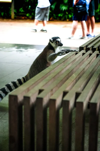 Animals in the wild life. Lemur in the city. Lemur in zoo. Lemur touching the bench.