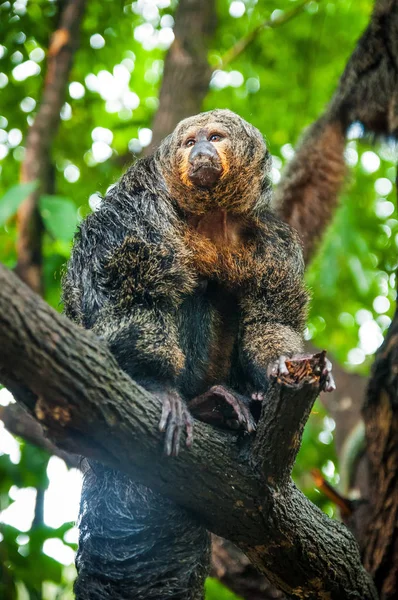 Animals in the wild life. Saki monk monkey on the tree. Saki monkey on the tree.