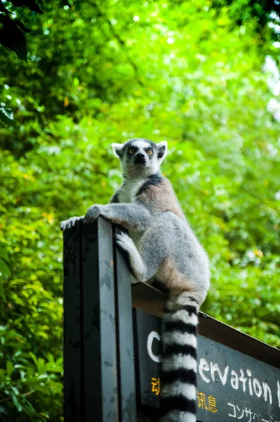 Animals in the wild life. Lemur in the zoo. Lemur in the city. Lemur in the jungle. Lemur on the information table