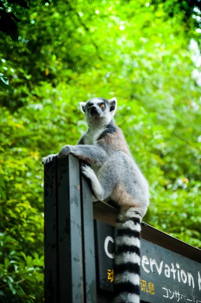 Animals in the wild life. Lemur in the zoo. Lemur in the city. Lemur in the jungle. Lemur on the information table