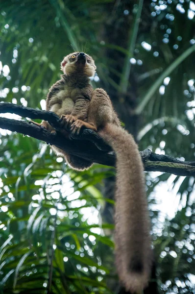 Yaban hayatı hayvanlarda. Lemur hayvanat bahçesinde. Lemur şehir. Lemur ormanda.