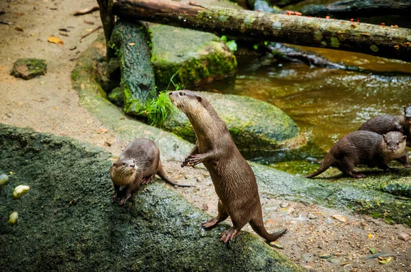 Dieren Het Wild Leven Otters Buurt Van Het Water Otters — Stockfoto