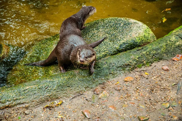 Animals in the wild life. Otters near the water. Otters in the zoo. Otters on the stones. Otters standing.