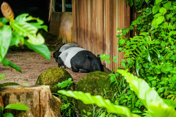 Animals in the wild life. Tapirus sleeping near the wooden wall. Tapir sleeping near the wooden wall.