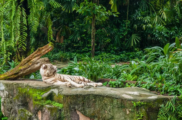 Animals in the wild life. White tiger in the jungle. Albino tiger in the jungle. Albino tiger on the rock.