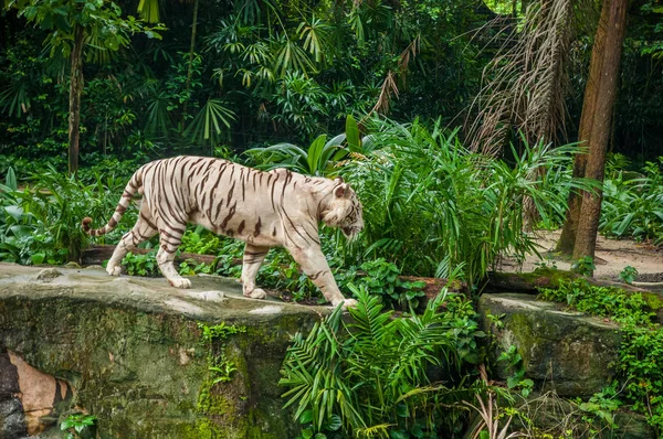 Animals in the wild life. White tiger in the jungle. Albino tiger in the jungle. Albino tiger on the rock.