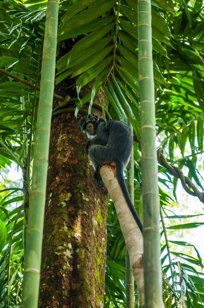 Dyr Det Vilde Liv Sort Kapucinerabe Træet Sort Capichin Abe - Stock-foto