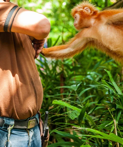Животные Дикой Природе Гиббон Джунглях Обезьяна Лесу Зоопарк Оранжевый Капуцин — стоковое фото