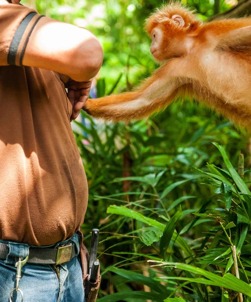 Animals in the wild life. Gibbon in jungle. Monkey in forest. Zoo. Orange capuchin