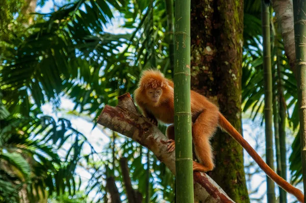 Dyr Det Vilde Liv Gibbon Junglen Abe Skoven Zoologisk Have - Stock-foto