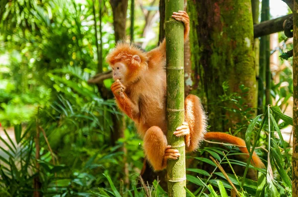Dyr Det Vilde Liv Gibbon Junglen Abe Skoven Zoologisk Have - Stock-foto