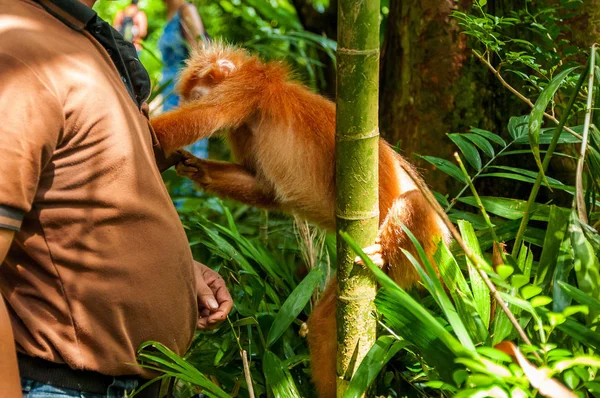 Yaban hayatı hayvanlarda. Gibbon ormanda. Maymun orman içinde. Hayvanat Bahçesi. Turuncu capuchin