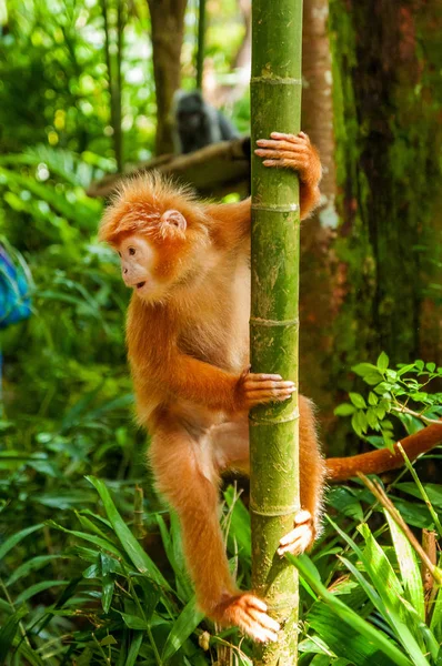 Yaban hayatı hayvanlarda. Gibbon ormanda. Maymun orman içinde. Hayvanat Bahçesi. Turuncu capuchin