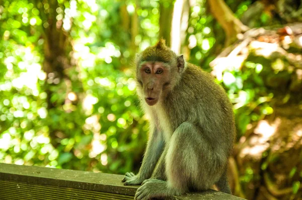Yaban Hayatı Hayvanlarda Maymunları Ormanın Içinde Maymun Tapınakta Agresif Maymun Telifsiz Stok Fotoğraflar