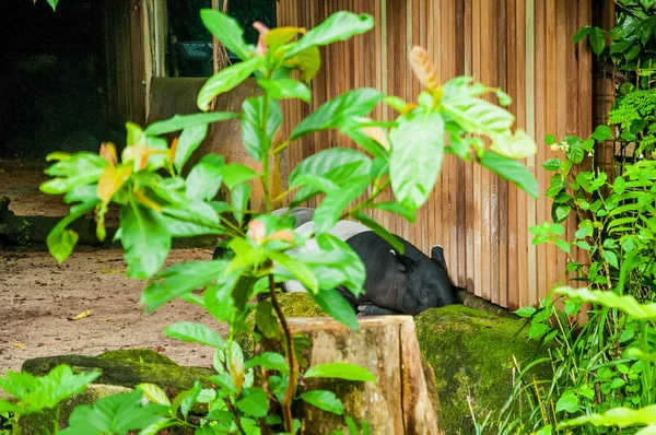 Animals Wild Life Tapirus Sleeping Wooden Wall Tapir Sleeping Wooden — Stock Photo, Image