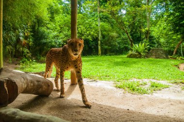Yaban hayatı hayvanlarda. Çita ormanda. Çita hayvanat bahçesinde. Guepard tatlı.