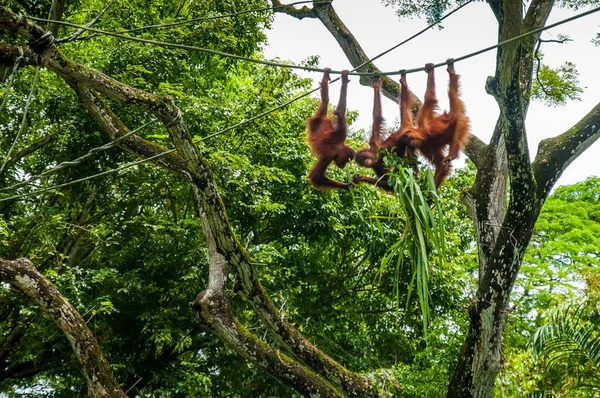 Animals in the wild life. Three orangutan children on the rope in the forest.