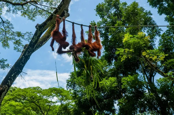 Animals in the wild life. Three orangutan children on the rope in the forest.