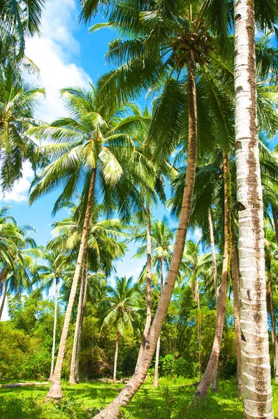 Palms, forest, jungles and blue sky.