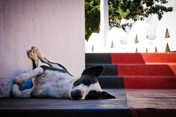 Tembel köpek yere dinlenme