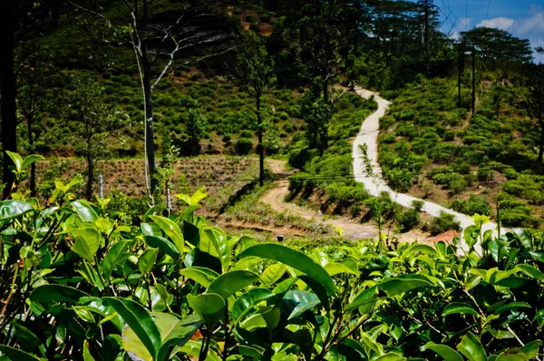 Zielona Herbata Plantation Zbliżenie Drogi Tle — Zdjęcie stockowe