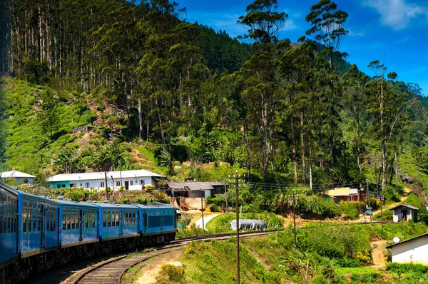 Treno Che Attraversa Foresta Colline — Foto Stock