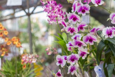 Yapraklı orkide çiçekleri