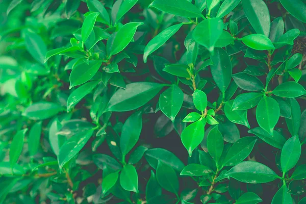 Fond de feuilles buisson vert gros plan — Photo