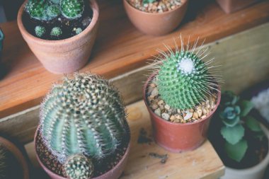 Saksıda küçük kaktüs bitkisi. Kaktüs. Çeşitli kaktüs pl