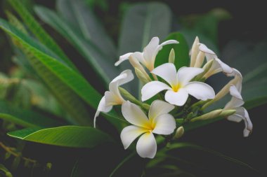 Beyaz Plumeria veya frangipani. Tatlı kokusunu beyaz Plumeria fl