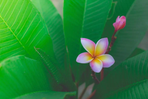 Weiße Plumeria oder Frangipani. süßer Duft von weißer Plumeria fl — Stockfoto