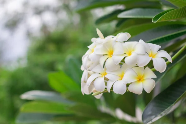 白のプルメリアやフランジパニ。甘い白いプルメリアのフロリダからの香り — ストック写真