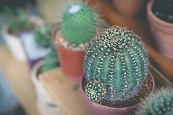 Tanaman kaktus kecil di pot bunga. kaktus. Berbagai kaktus pl — Stok Foto